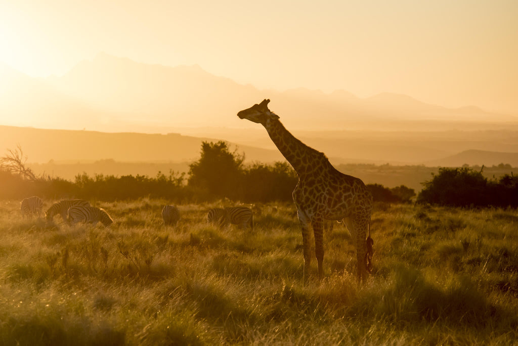 Game Drives  gallery image 9