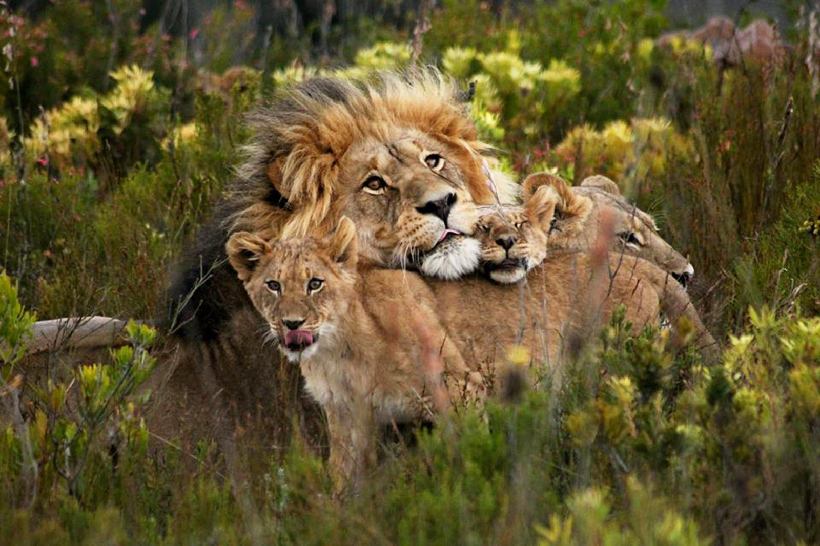 Game Drives