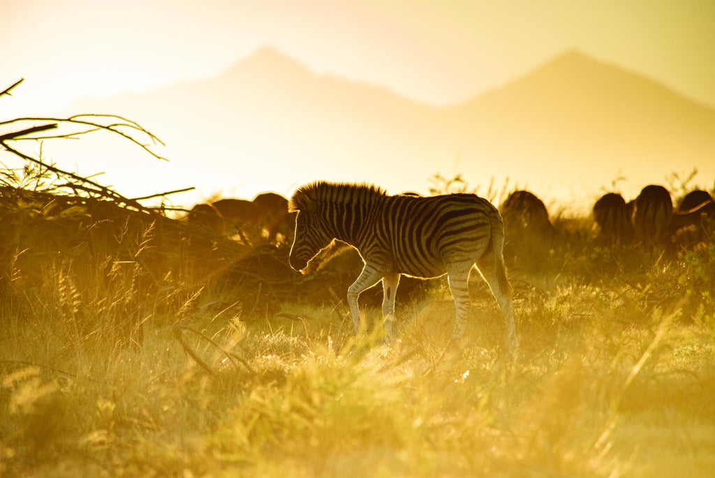 Game Drives  gallery image 10
