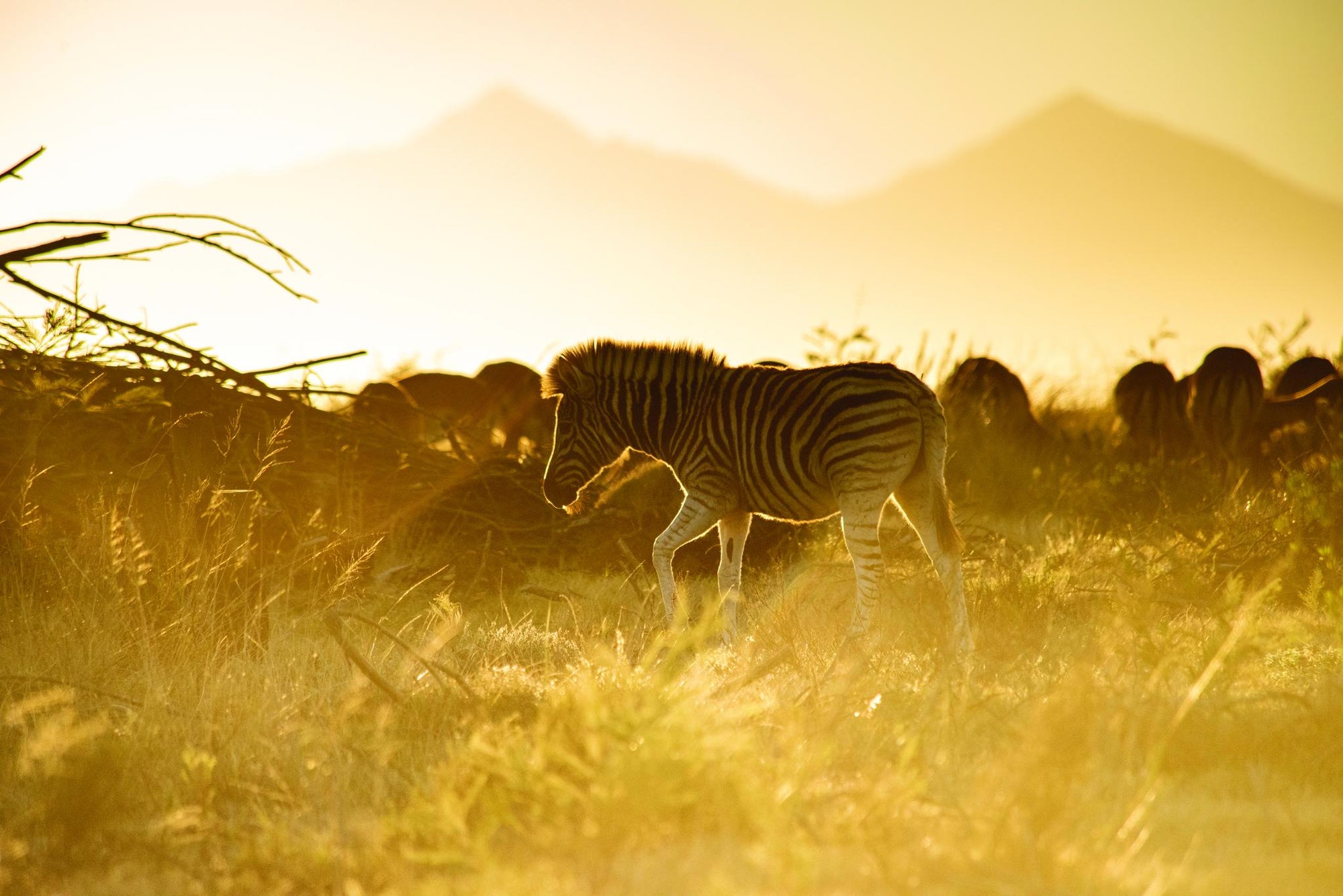 Game Drives  gallery image 10