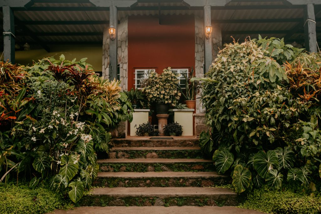 Golden Frog Inn
