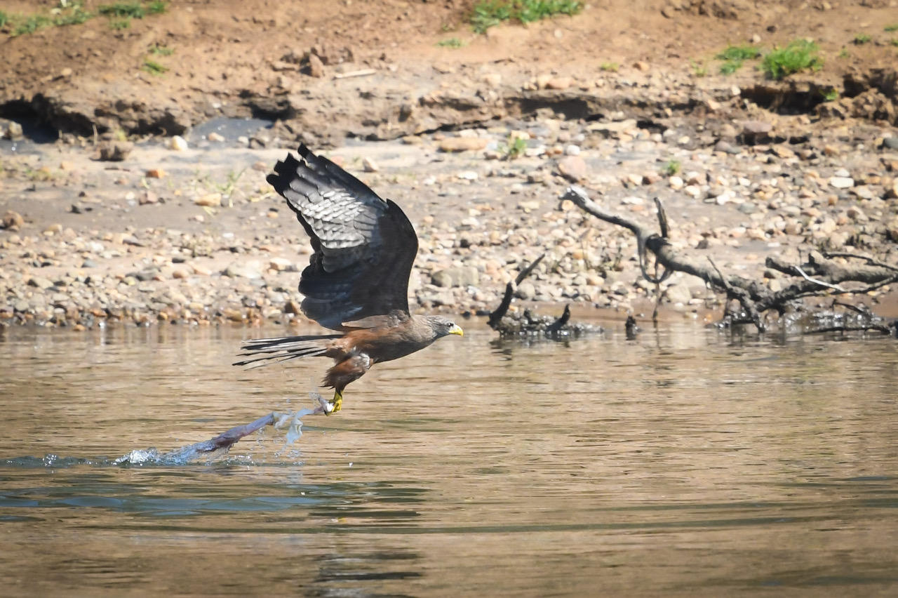 Birding gallery image 5