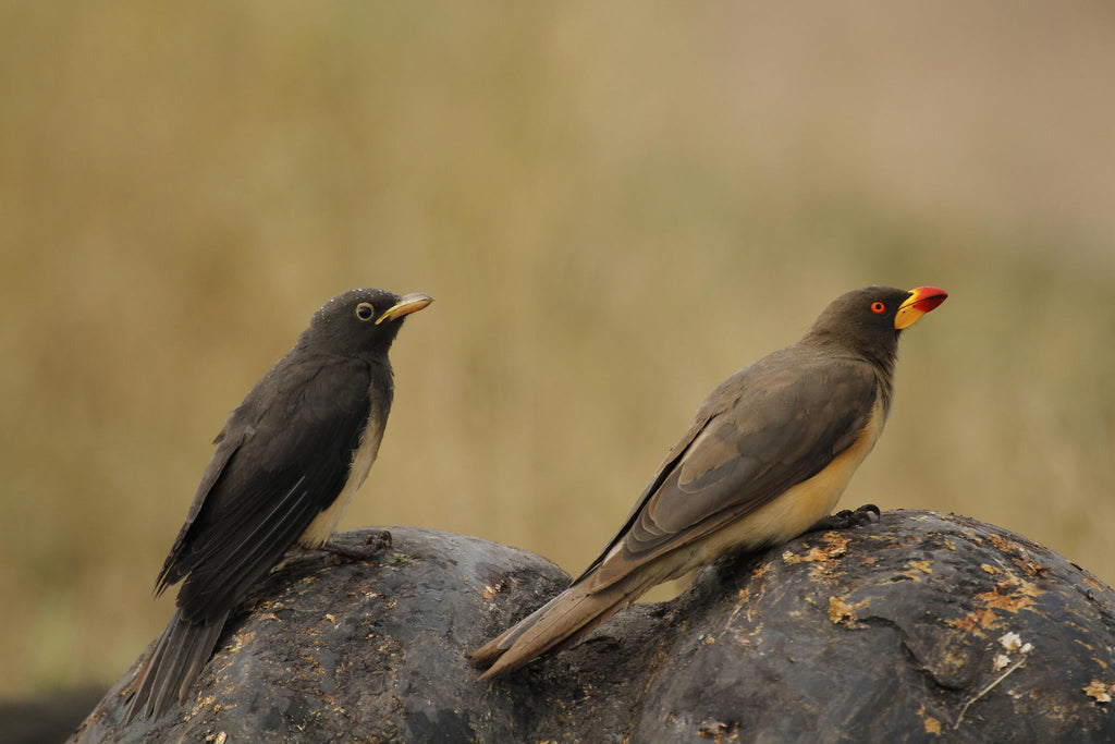 Birding gallery image 9