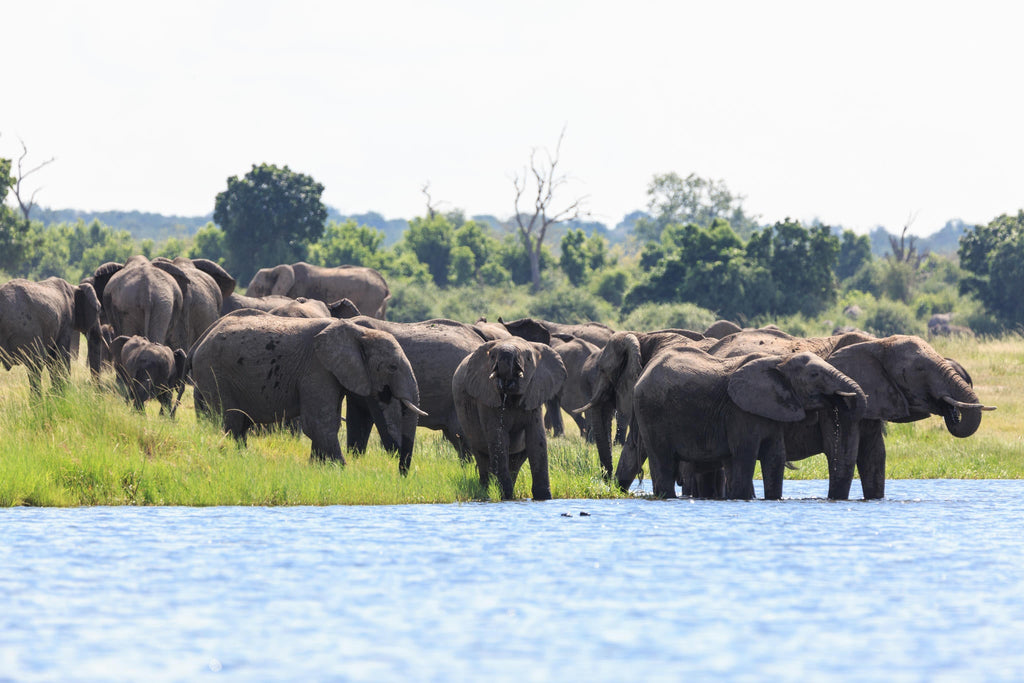 Private Game Drive or Boat Cruise gallery image 6