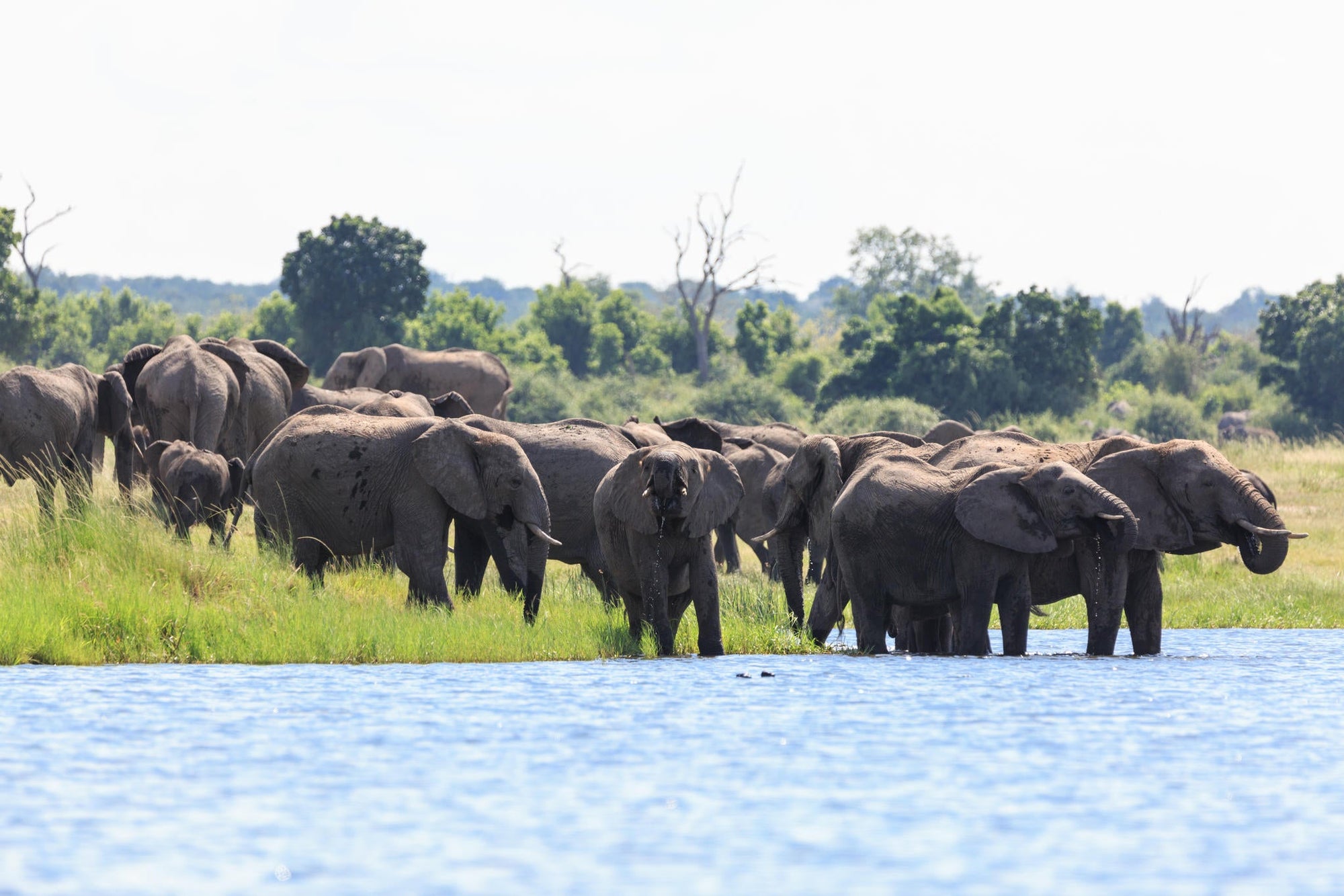 Private Game Drive or Boat Cruise gallery image 6