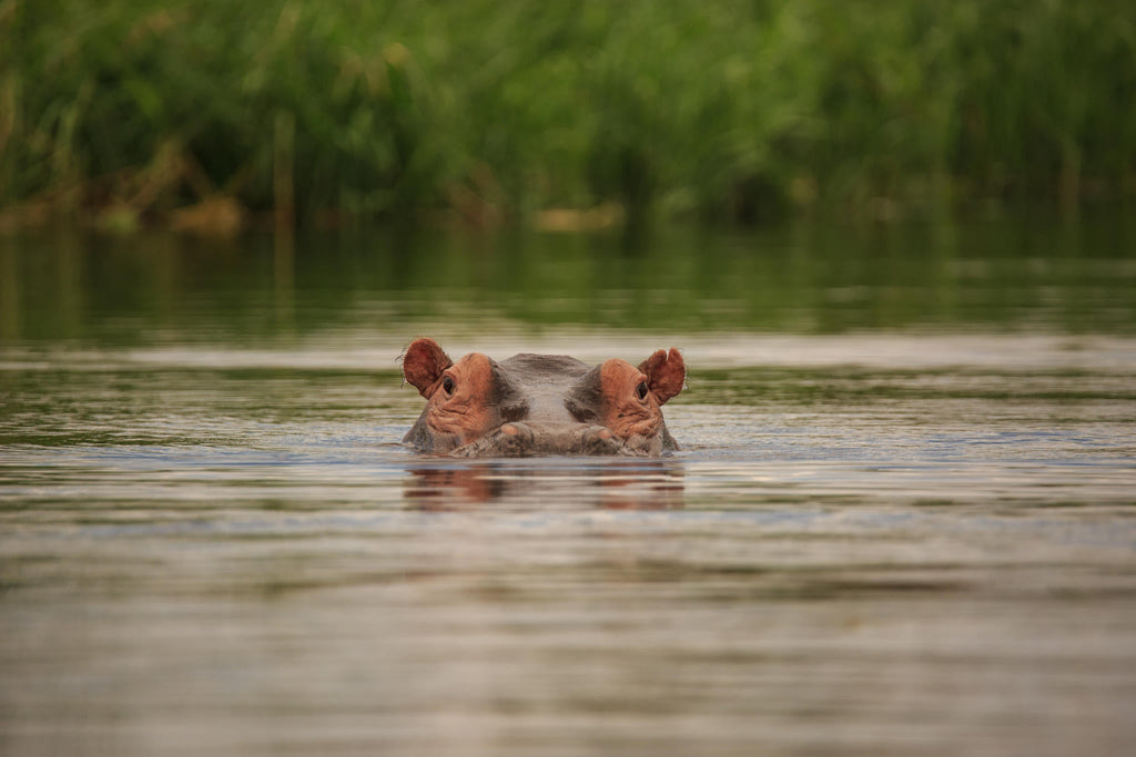 Private Game Drive or Boat Cruise gallery image 5