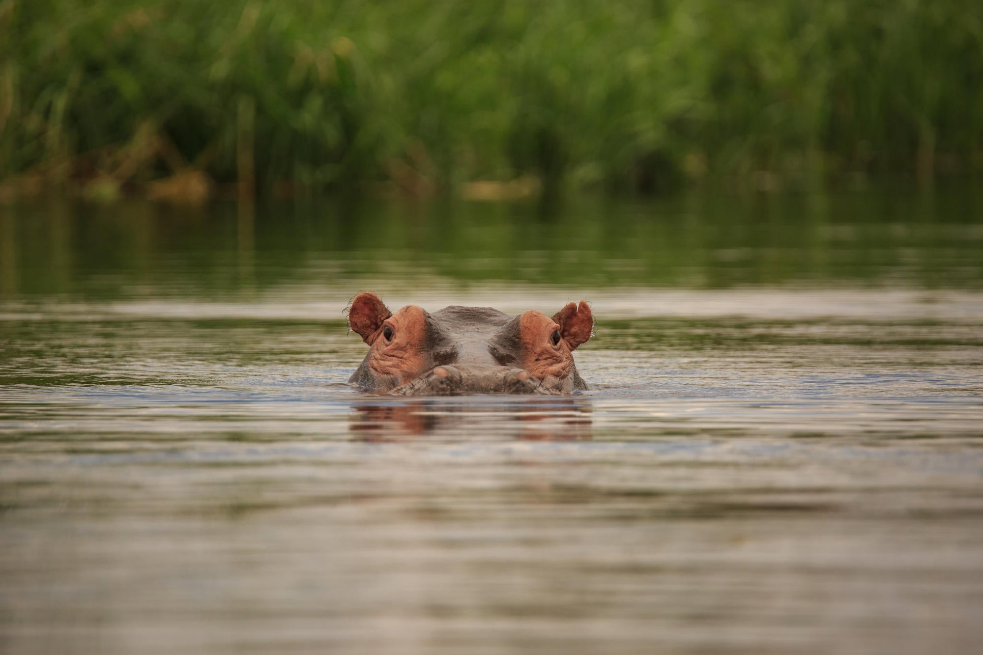 Private Game Drive or Boat Cruise gallery image 5