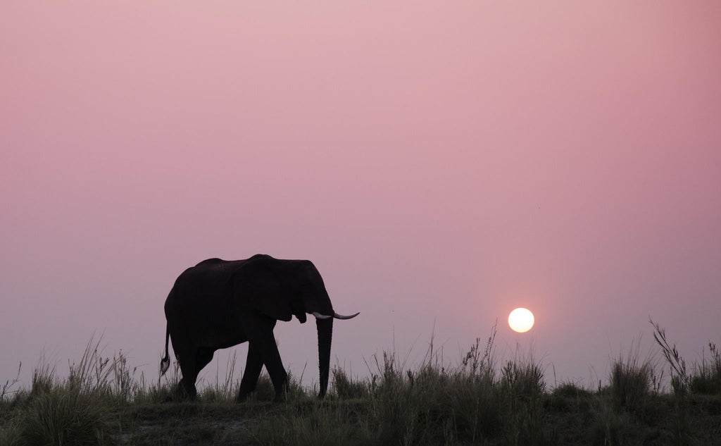 Private Game Drive or Boat Cruise gallery image 3