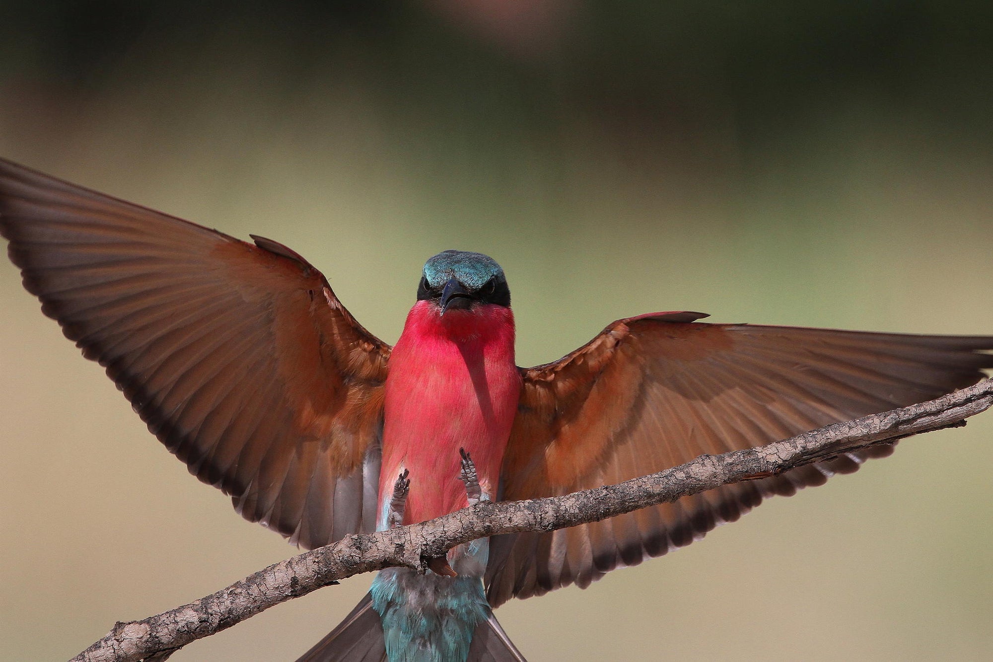 Guided walks to the bird colonies (Seasonal)  gallery image 2