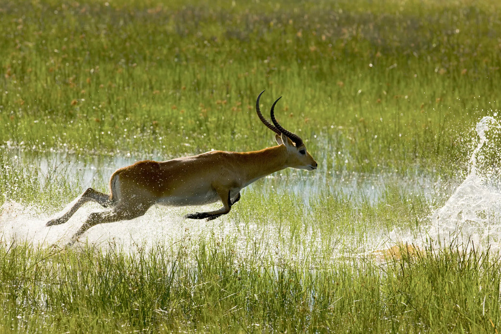 Bounding Through the Marshlands at Zarafa Camp, Selinda Reserve, Botswana.