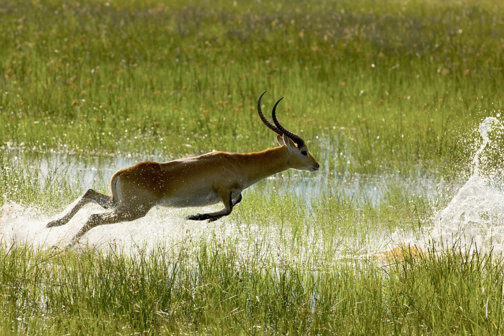 Bounding Through the Marshlands at Zarafa Camp, Selinda Reserve, Botswana.
