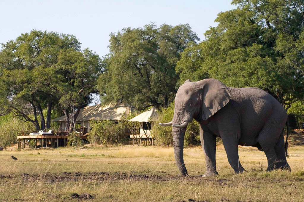 Elephant in front of Zarafa Camp at Zarafa Camp, Selinda Reserve, Botswana.