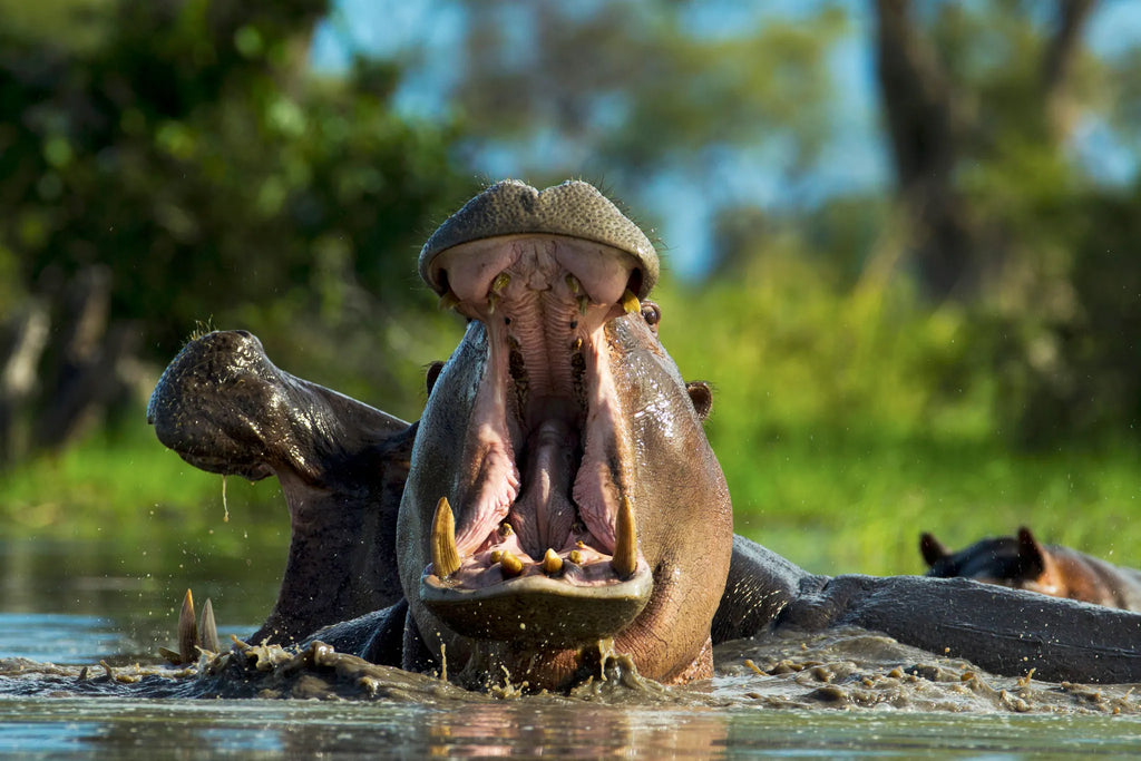 Hippo in the Selinda Reserve at Zarafa Camp, Selinda Reserve, Botswana.