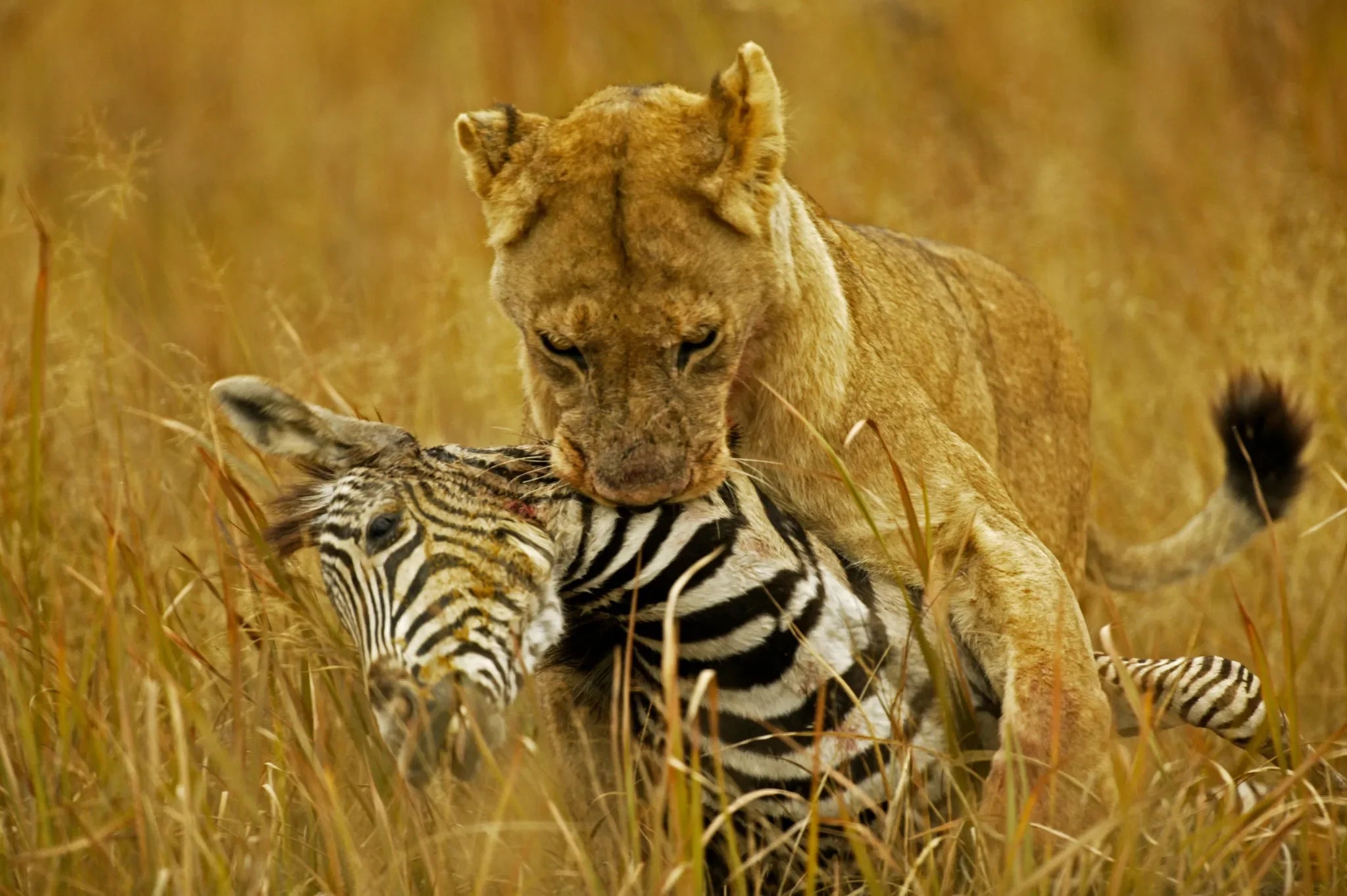 Lioness on the Hunt at Zarafa Camp, Selinda Reserve, Botswana.