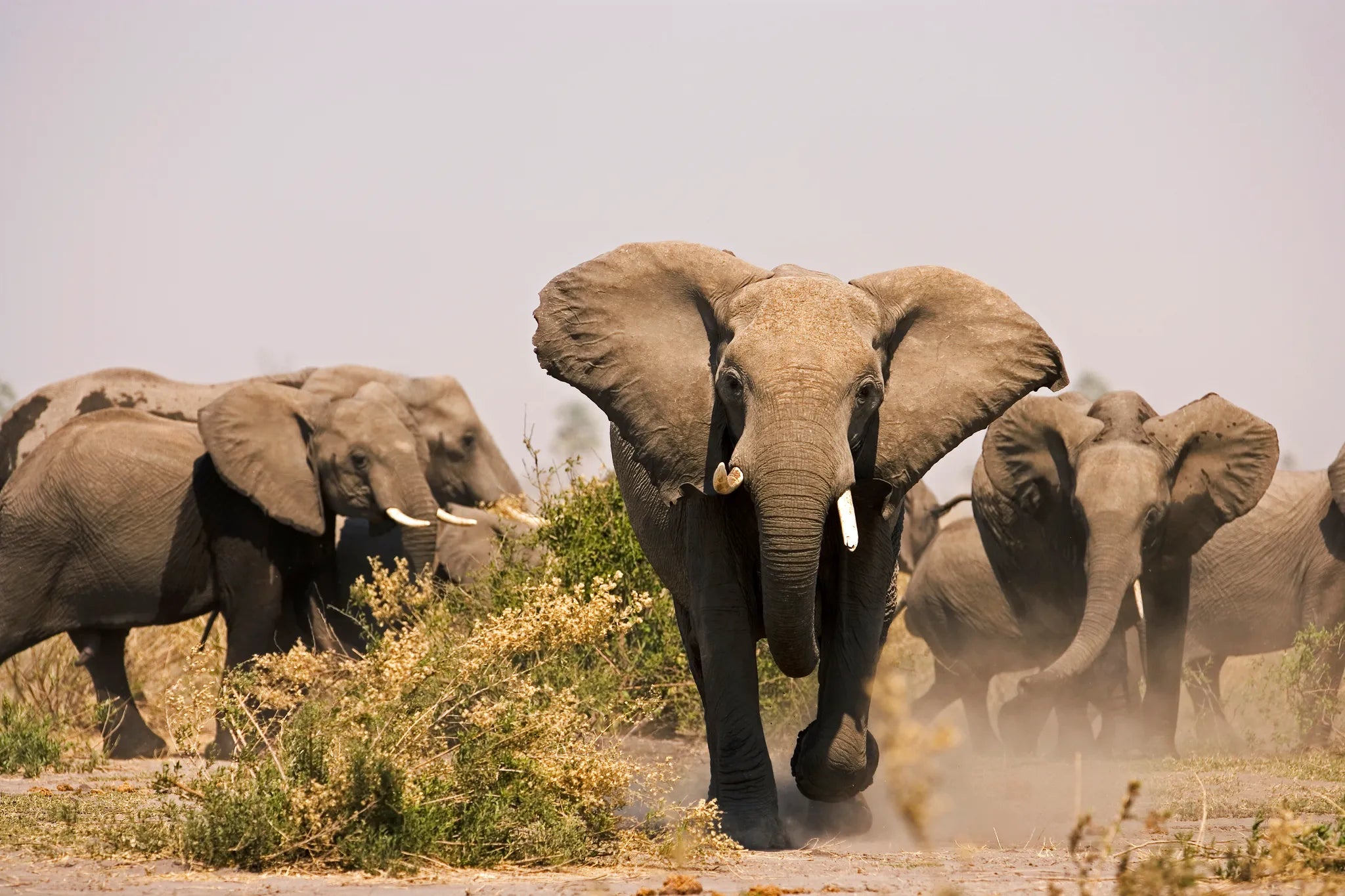 Selinda Reserve Elephants at Zarafa Camp, Selinda Reserve, Botswana.
