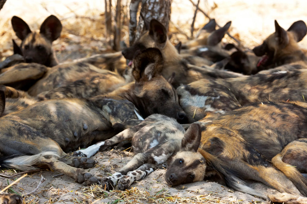 Wild Dog Near Zarafa at Zarafa Camp, Selinda Reserve, Botswana.