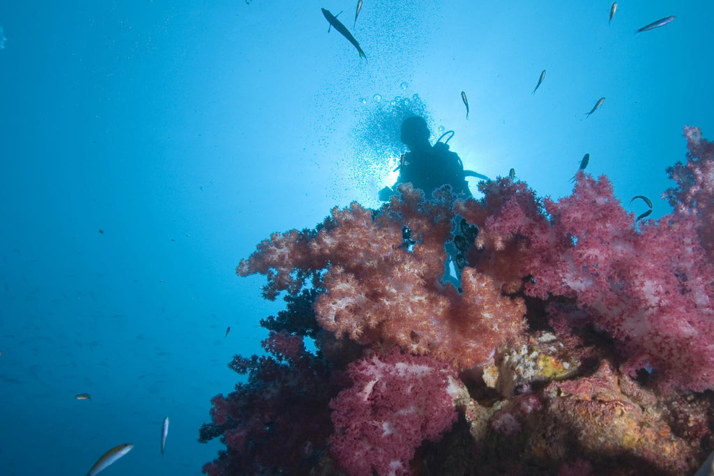 Activity Centre - PADI Dive Centre   gallery image 6