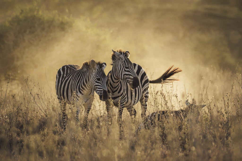 Game Drives gallery image 3