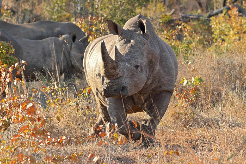 Walking Safari - Tracking Livingstone's White Rhino gallery image 7